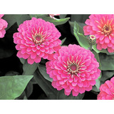 Zinnia Doble Rosa 20 Semillas Germina Fácil Sol Sdqro2