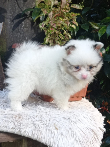 Cachorros Pomerania Cara De Oso Perros Disponibles