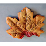 Folhas Canadenses Outonadas Maple Plátano