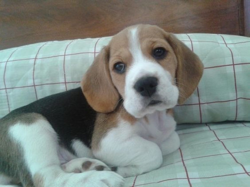 Cachorro Beagle Perrito Begle Puppy Cachorrito