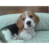 Cachorro Beagle Perrito Begle Puppy Cachorrito