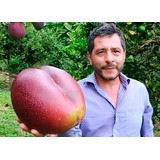1 Arbolito De Mango Gigante De India Raro Frutal Exotico