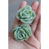 Graptoveria Lovely Rose Suculenta Colección Maceta N° 8