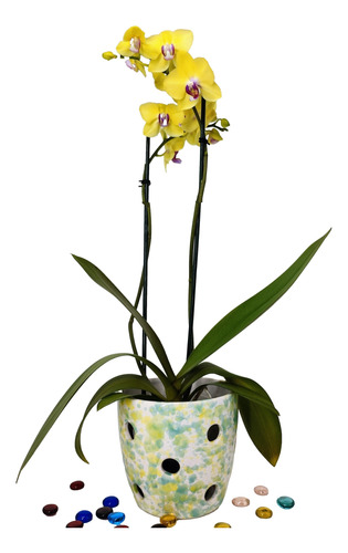 Maceta Para Orquídeas Conica De Cerámica Esmaltada Con Hoyos