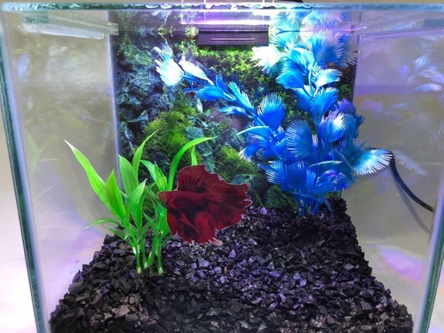 Aquário Betta - Aquabetta Luxo 4,5l Lum. Led/decoração