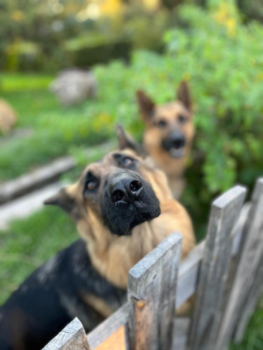 Cachorros Pastor Aleman