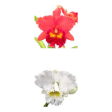 Orquídea Cattleya Vermelha E Branca Muda (3305)