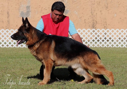 Cachorros Pastor Alemán Línea De Belleza