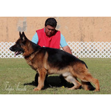 Cachorros Pastor Alemán Línea De Belleza