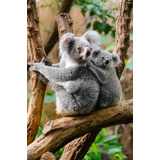 Vinilo Decorativo 20x30cm Koala Fauna Gris Gray Osos M3