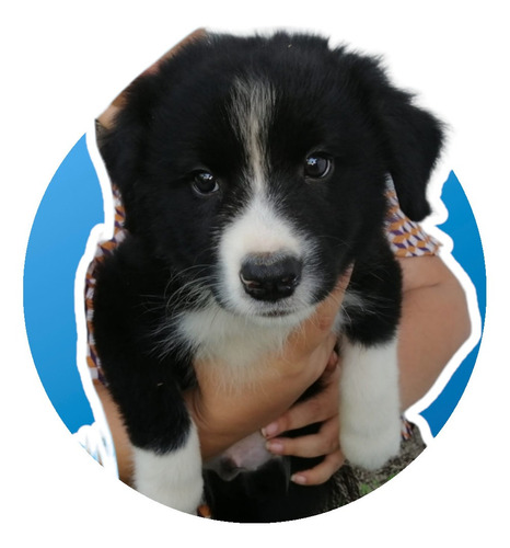 Cachorro Border Collie 