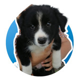 Cachorro Border Collie 