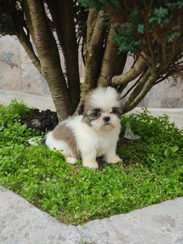 Hermosos Cachorros Shituzu