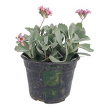 Kalanchoe Gris