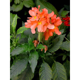 Crossandra Salmão Kit 13 Mudas 15cm Paisagismo E Jardinagem