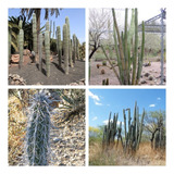 100 Semillas De Cactus Pachycereus Hollianus 'blanco' 