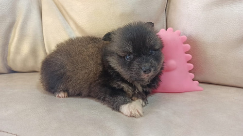 Cachorros Pomsky Lobo Miniatura Perros En Venta Valledupar