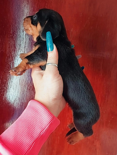 Dachshund Kaninchen Divino Oferta