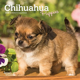 Chihuahua Cachorros 2019 7 X 7 Pulgadas Mensual Mini Calenda