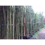 Bambu Africano O Tarro (bambusa Oldhamii)