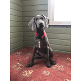 Estupendo Weimaraner Elegancia Y Distinción