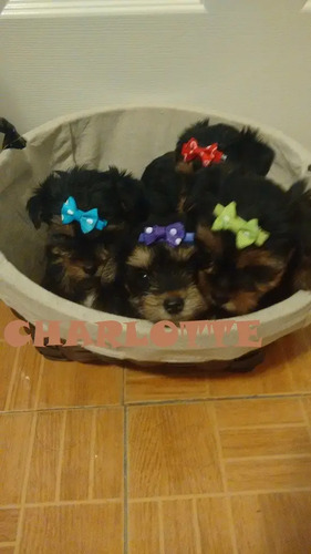 Preciosas Hembritas Yorkshire Terrier Miniatura | Meses sin interés