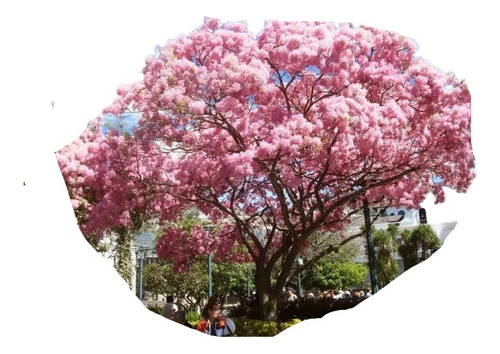 Arbolito De Guayacán Rosa Macuili Primavera