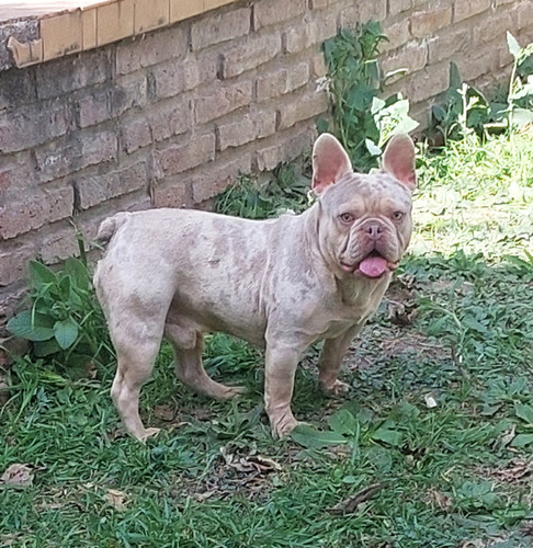 Bulldog Frances Macho Isabella Merle Tan Para Novio Stud