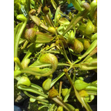 Sarracenia Psittacina Maceta N8 Planta Carnivora  Envios