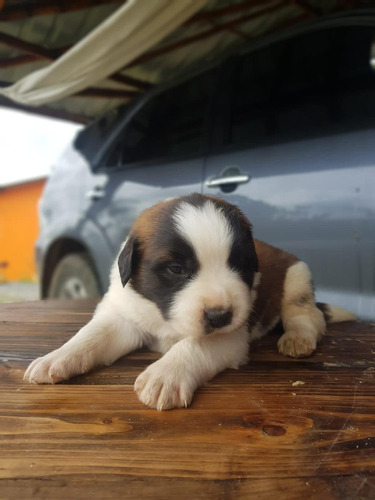 Cachorro San Bernardo Macho 