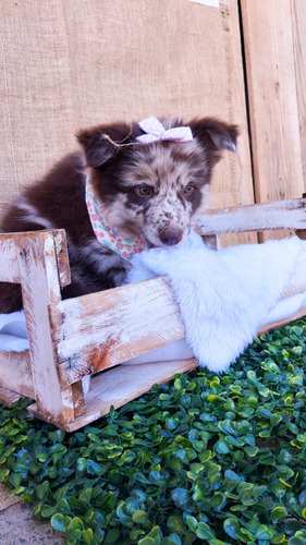  Border Collie Fêmea Lindíssima Com Pedigree Pronta Entrega 