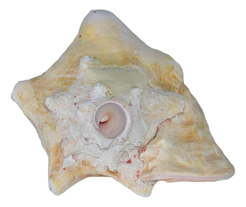Large Bahama Queen Conch Shell Horn (rosa) - 7-9 Pulgadas