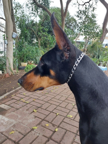 Filhotes De Doberman (kennel Aldog W.a) 