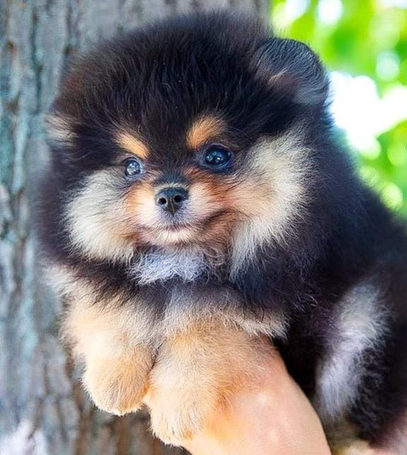 Pomerania Mini Black And Tan Con Pedigrí. Envio Gratis