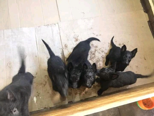 Cachorros Pastor Alemán Negro Sólido 