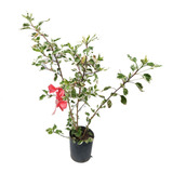 Planta Rosa China Variegada 3l Rosal Greenonline Vivero