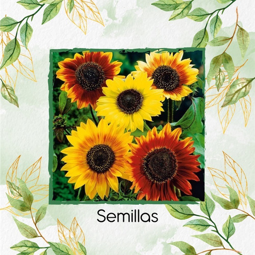 20 Semillas De Flor Girasol Belleza De Otoño