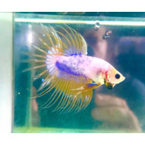 Peixe Betta Yellow Gold Camboja Ct Lt L Importada -  Macho