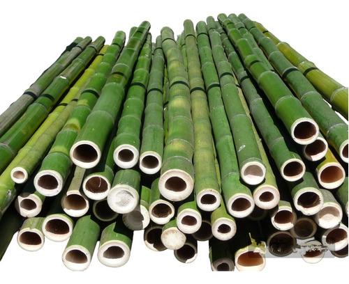 4 Varas De Bambú Natural Grueso 150 Cm Largo / 6 Cm Grosor