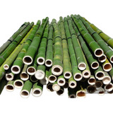 4 Varas De Bambú Natural Grueso 150 Cm Largo / 6 Cm Grosor
