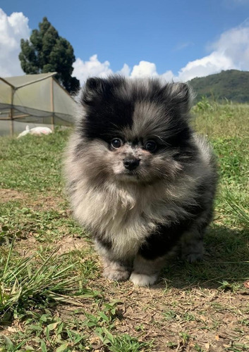 Perros Pomerania Mini Toy Cara De Oso Lulú Ruso Cachorros 