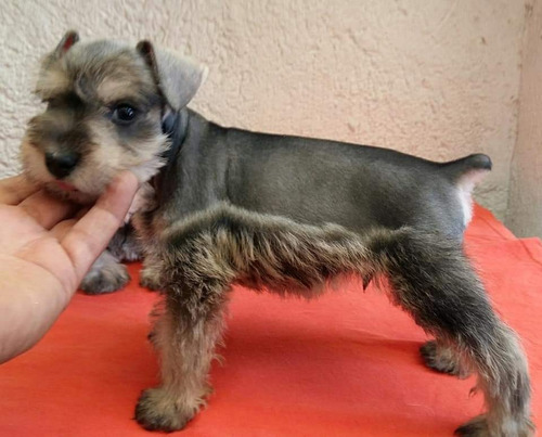 Cachorros Schnauzer