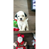 Cachorro Maltipoo