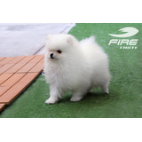 Pomerania Cachorro Hembra Con Pedigree Fire Caste