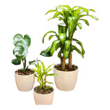 Monstera, Palo De Agua  Y Dracena Sanderiana Maceta Premium 