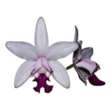 Orquídea Cattleya Intermédia Vinicolor