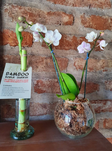Combo Regalo Orquidea Baby En Maceta De Vidrio + Bambú 