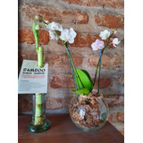 Combo Regalo Orquidea Baby En Maceta De Vidrio + Bambú 
