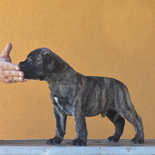 Cachorros Bullmastiff 