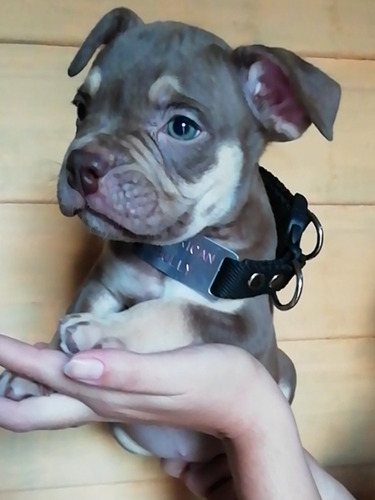 Hermoso Américan Bully Chocolate Tri Machito 